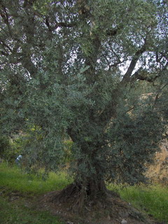 un olivo