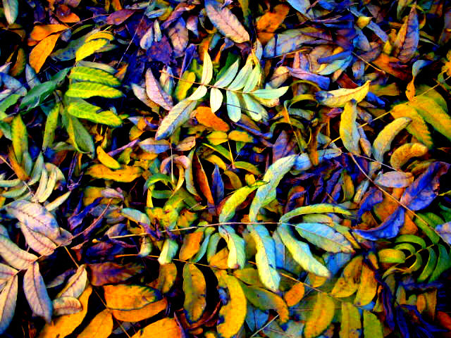 alfombra multicolor de hojas