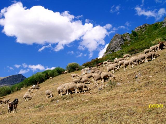 Gran rebao de ovejas con el mastin vigilando