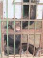 chimpance en el zoo de almendralejo