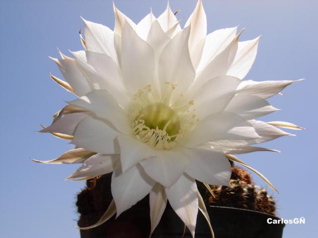 Flor de cactus-Gontar