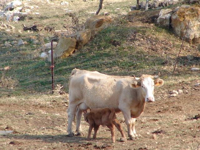 Vaca y Ternero en la Caada de Benatanduz