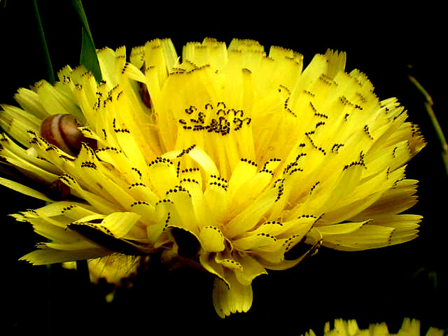 flor amarilla en verano 2005