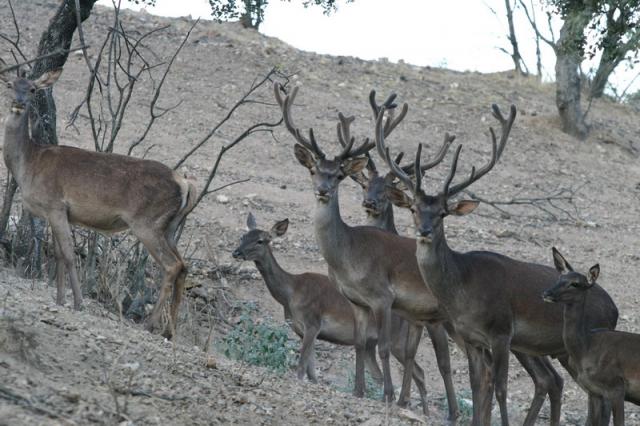 http://imagenes.forociudad.com/fotos/120223-el-real-de-la-jara-ciervos-en-la-sierra-norte.jpg