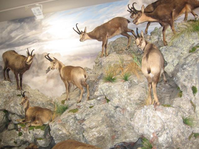 Valdehuesa. Museo de la Fauna Salvaje.