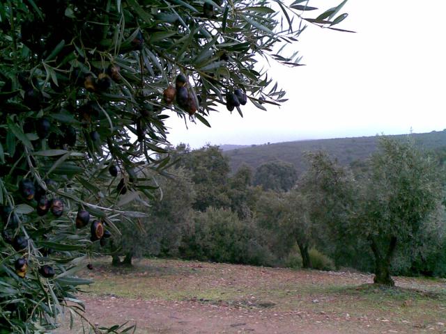 olivos en el brezoso