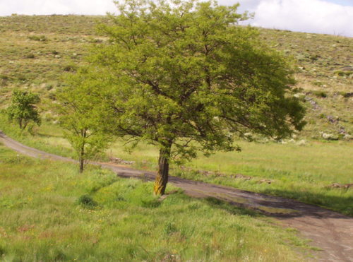 Acacia de la Ermita