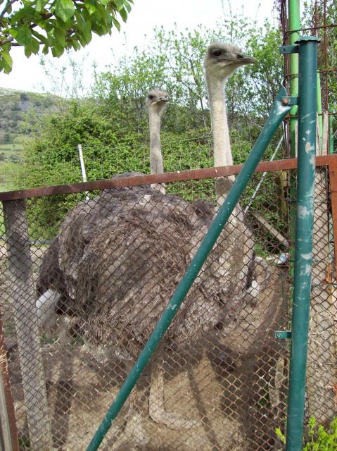 avestruzes en Santa Cruz de Montes