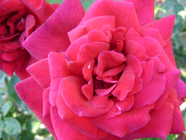 linda rosa del rosal