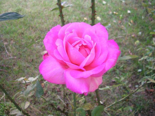Rosa en jardin