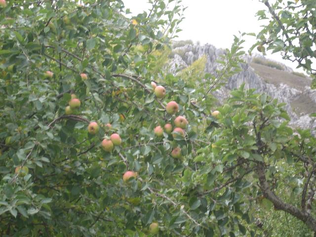 Cosecha de Manzanas