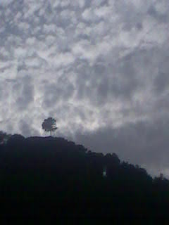 el pino solitario