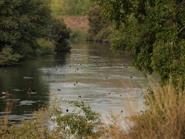 Los patos en el rio