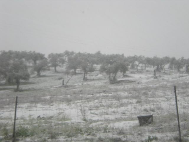 Madrigalejo, el campo bajo un manto blanco.