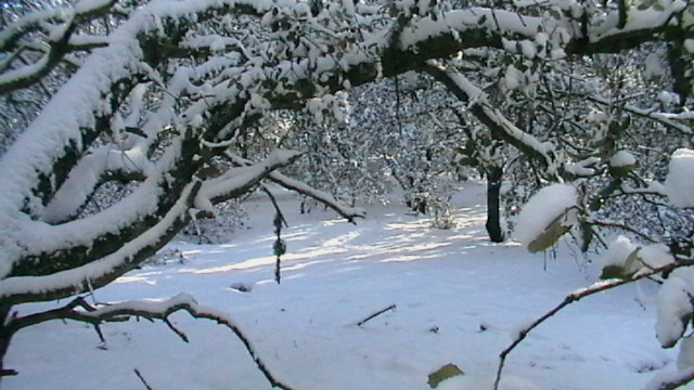 Encina nevada(4)