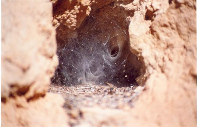 Telaraa en la Caverna