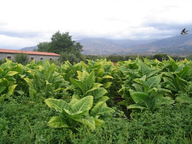 Plantacin de tabaco en Candeleilla