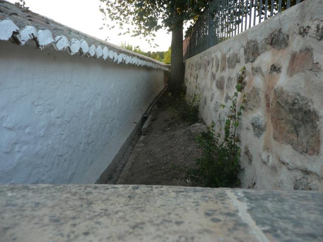 Arbol entre los muros de la ermita
