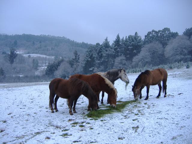 Cabalos e neve