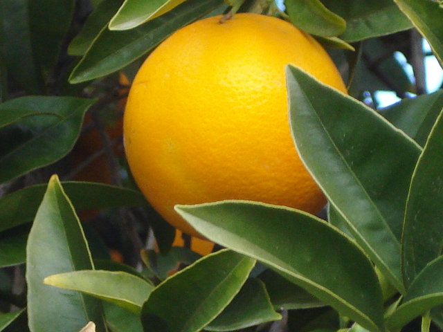 Naranja en Ytor