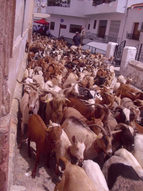procesion del ganado