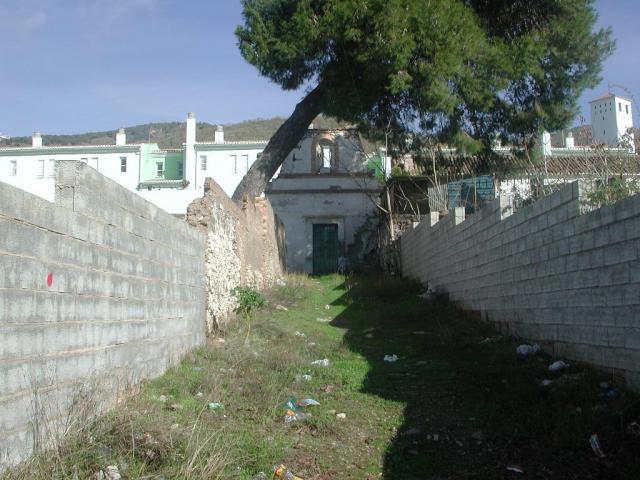 antigua ermita y pino01