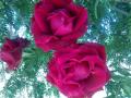 "Rosas rojas" " Cmping torre del sol "