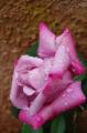 rosa de lucy