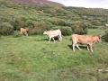 vacas paciendo