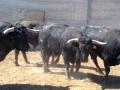toro encierro por el campo 2010 malacuera