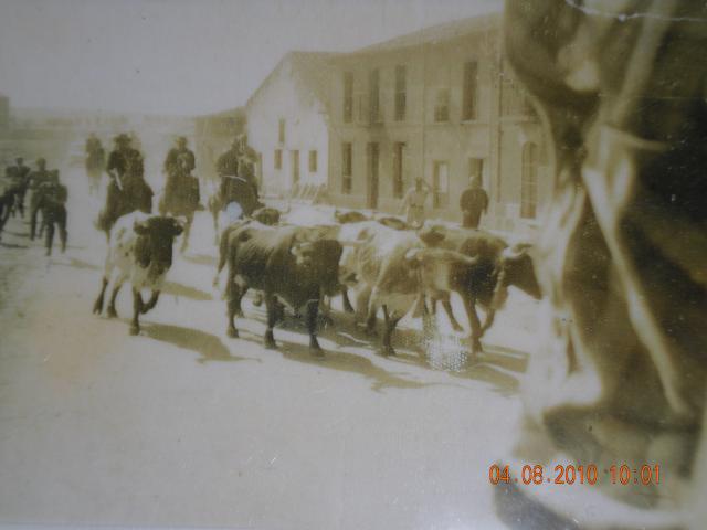 llegada de ganado al pueblo