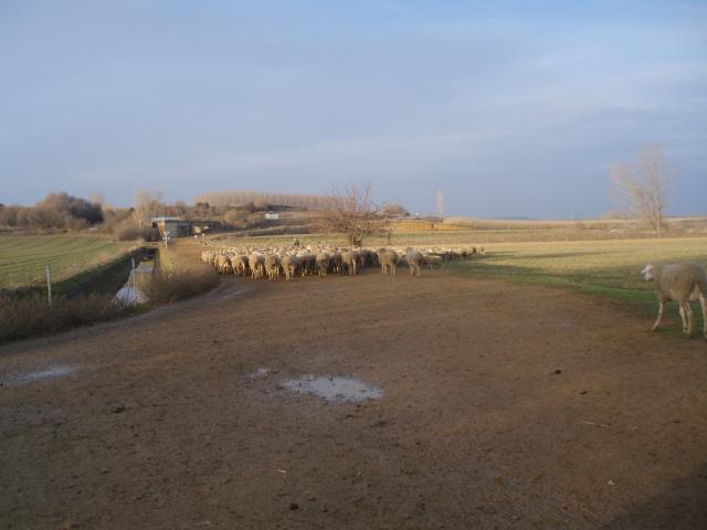 ovejas camino del Salto