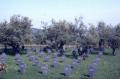 Cementerio militar aleman en Cuacos