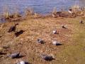 Las aves en el lago de Villena