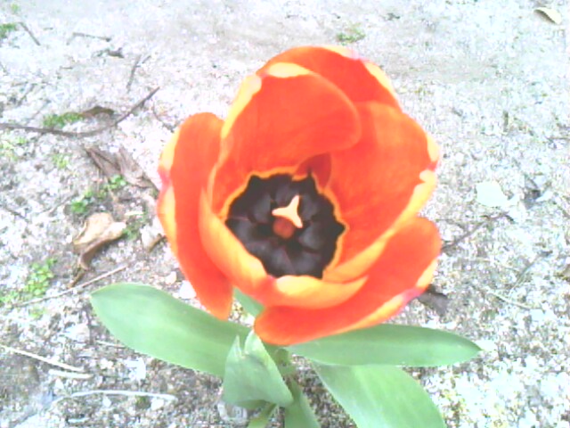 Tulipan bicolor.