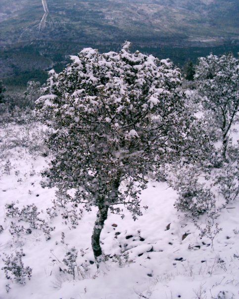 nieve en diciembre 2010