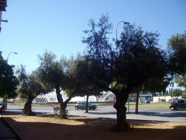 Los olivos 
