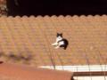 El gato sobre el tejado