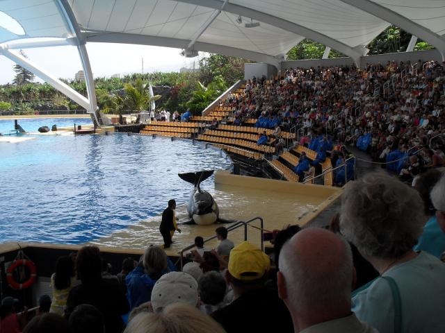 Orcas en Loro Park