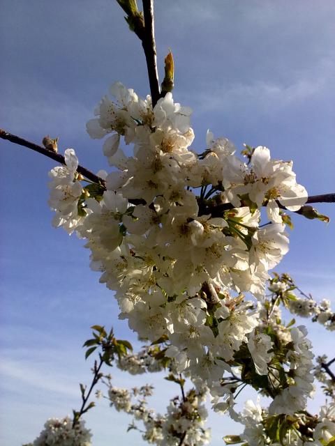 Flor del cerezo