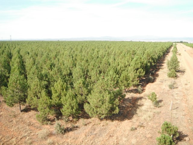 reforestacin junto al Camino de Santiago