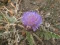 La flor de la alcachofa