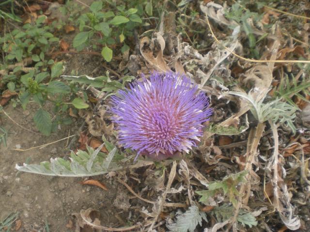La flor de la alcachofa 1