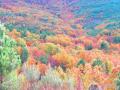 Colores de otoño en Martiago