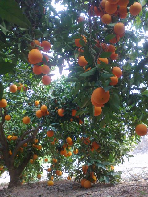 naranjas de pedralba