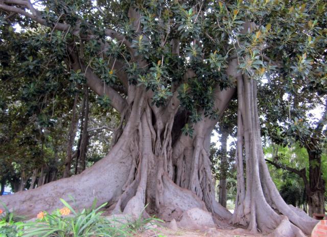 Ficus centenario