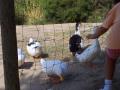 Patos en el Parque Polvoranca