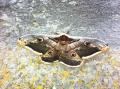mariposa cabañas de sayago
