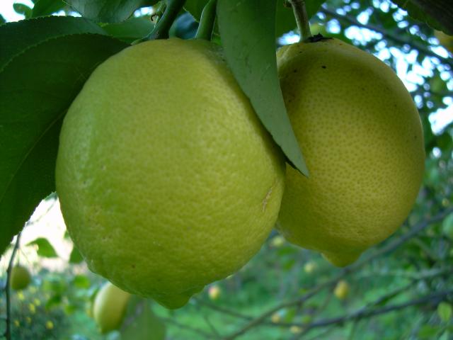limones en la Cota