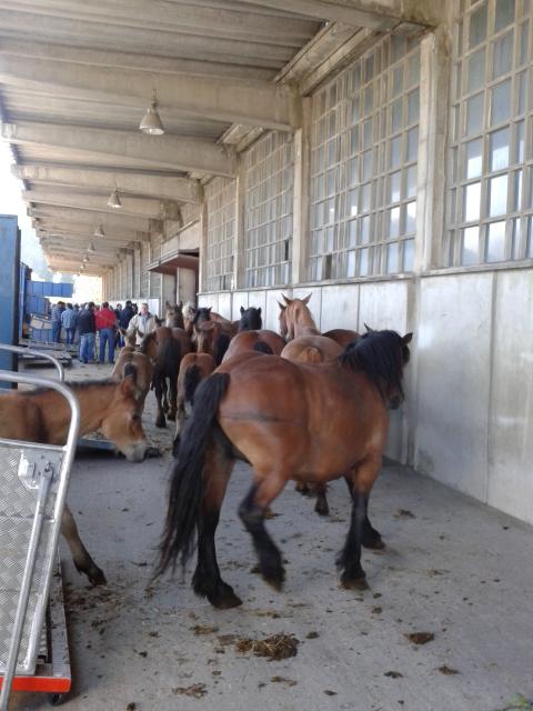 Feria de equino San Juan